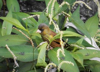 Grey-capped Greenfinch 妙正寺川 Sat, 7/30/2022