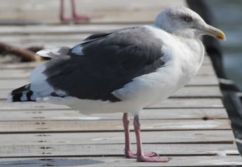 オオセグロカモメ はまなすの丘公園(石狩市) 2022年7月30日(土)