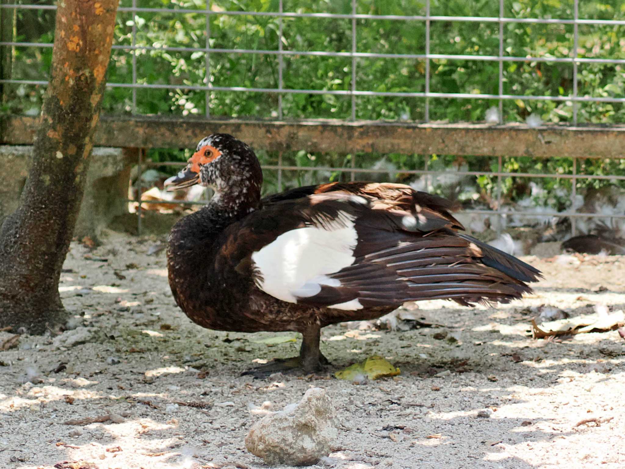 由布島 ノバリケンの写真 by 藤原奏冥