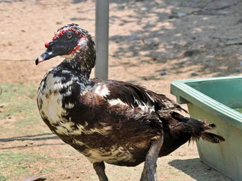 Muscovy Duck 由布島 Thu, 7/28/2022