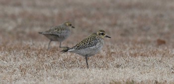 Sat, 1/20/2018 Birding report at Akigase Park