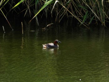 カイツブリ 東京港野鳥公園 2022年7月28日(木)