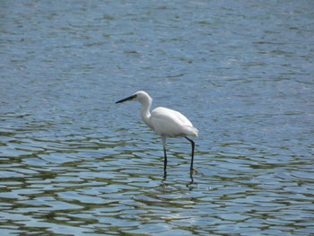 コサギ 東京港野鳥公園 2022年7月28日(木)