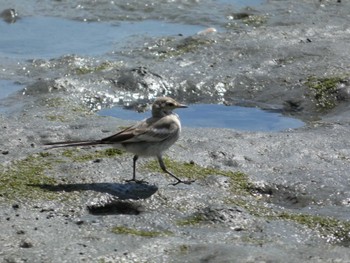 ハクセキレイ 東京港野鳥公園 2022年7月28日(木)