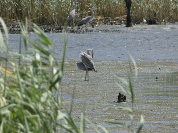 アオサギ 東京港野鳥公園 2022年7月28日(木)