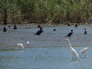 未同定 東京港野鳥公園 2022年7月28日(木)