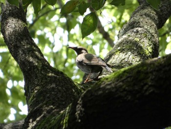 ムクドリ 東京港野鳥公園 2022年7月28日(木)