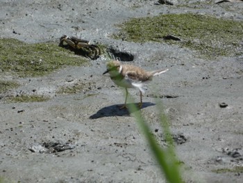 コチドリ 東京港野鳥公園 2022年7月28日(木)