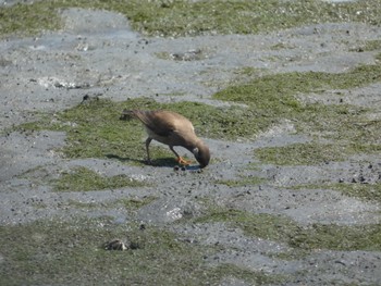 ムクドリ 東京港野鳥公園 2022年7月28日(木)