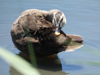 カルガモ 東京港野鳥公園 2022年7月28日(木)