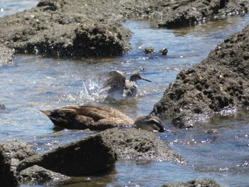 キアシシギ 東京港野鳥公園 2022年7月28日(木)