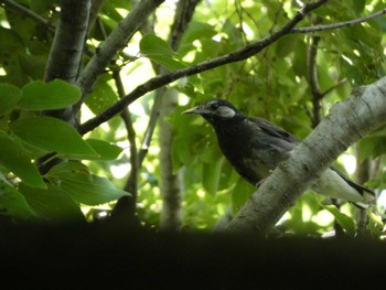 ムクドリ 東京港野鳥公園 2022年7月28日(木)