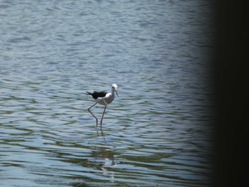 セイタカシギ 東京港野鳥公園 2022年7月28日(木)