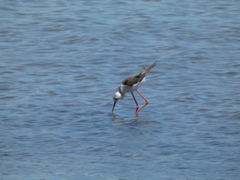 セイタカシギ 東京港野鳥公園 2022年7月28日(木)