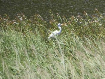 ダイサギ 東京港野鳥公園 2022年7月28日(木)