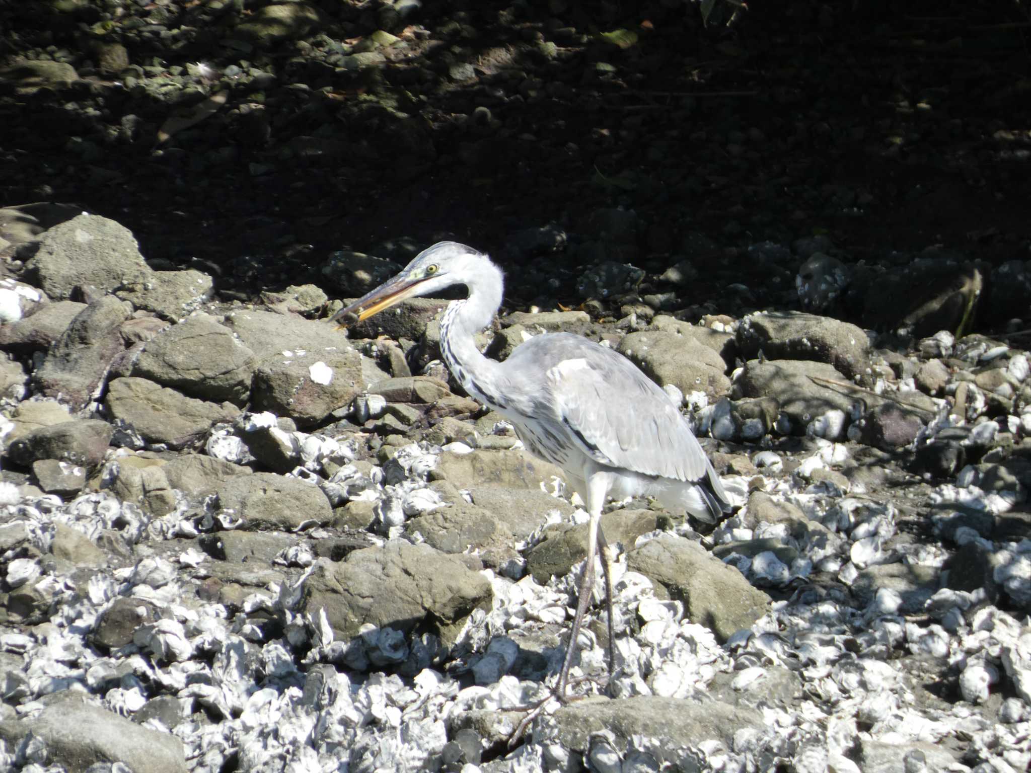 東京港野鳥公園 アオサギの写真 by かせん