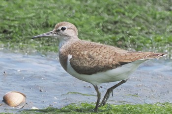 イソシギ 東京港野鳥公園 2022年7月10日(日)