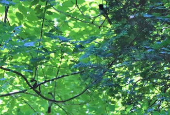 サンコウチョウ 海上の森 2022年7月30日(土)