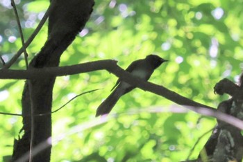 サンコウチョウ 海上の森 2022年7月30日(土)