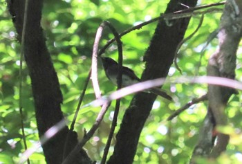 サンコウチョウ 海上の森 2022年7月30日(土)