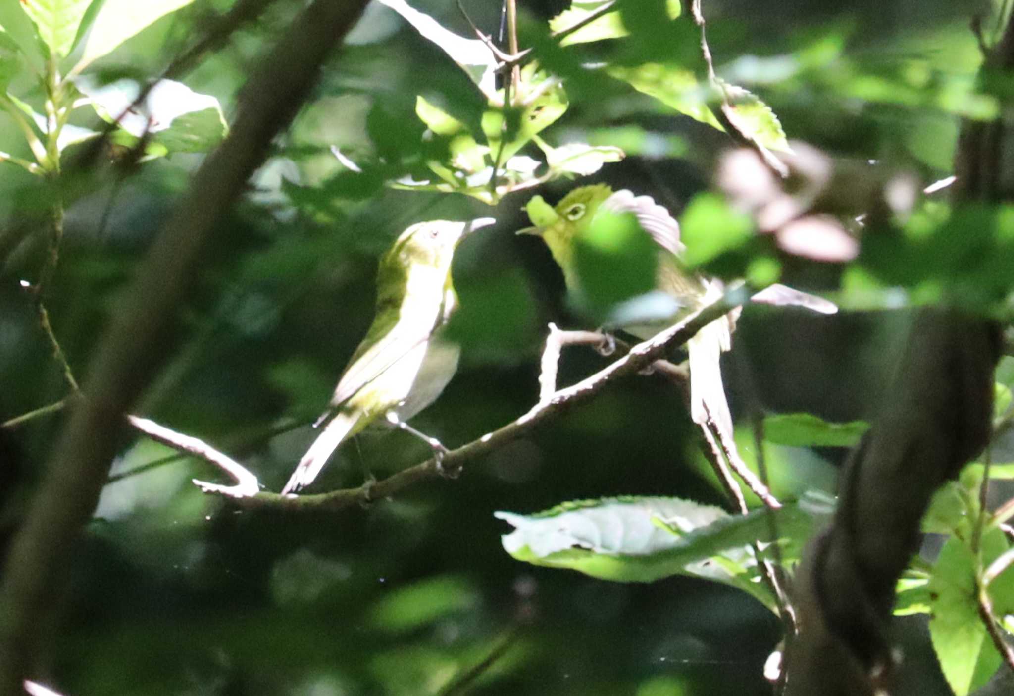 Warbling White-eye