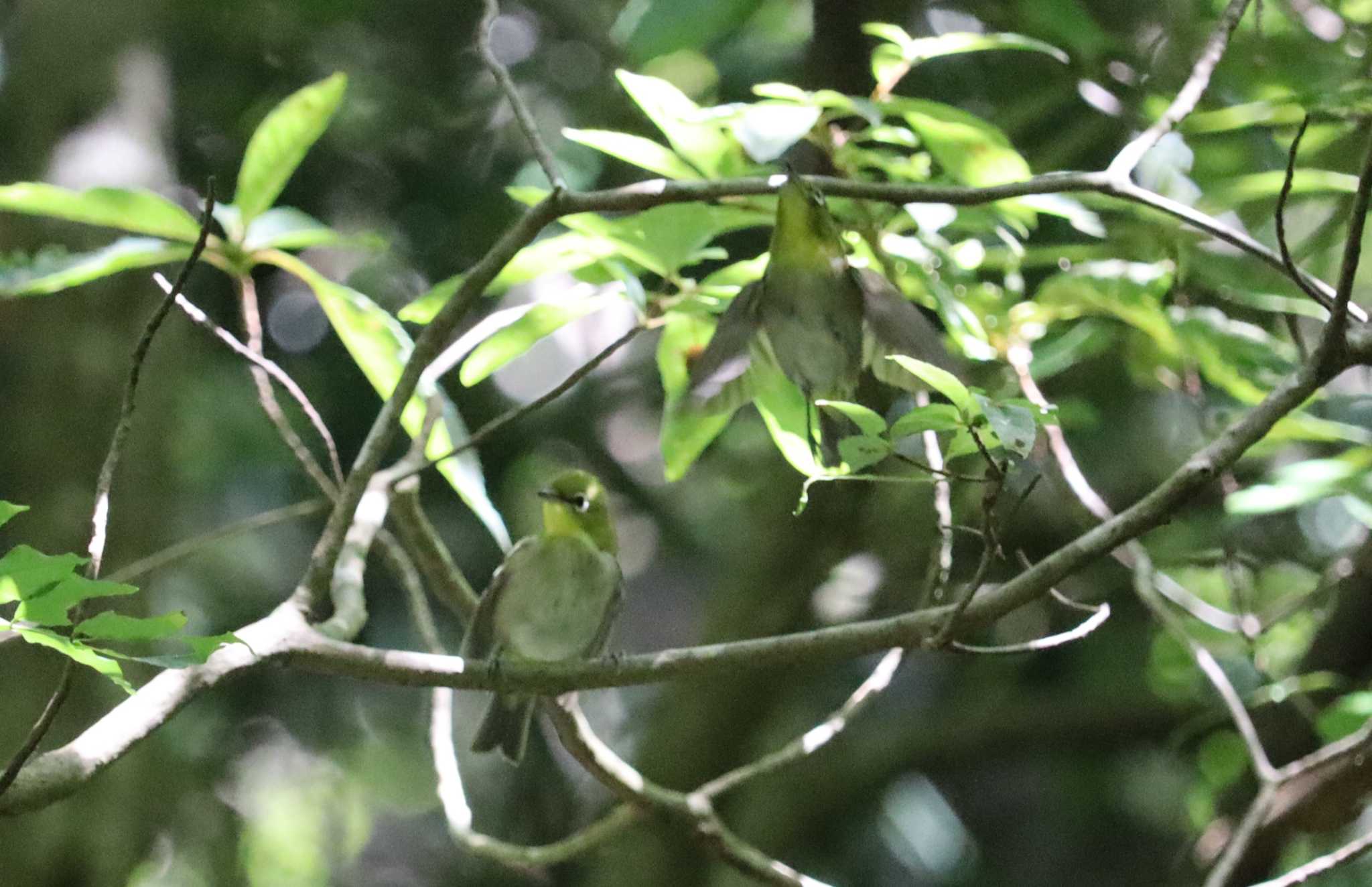 Warbling White-eye