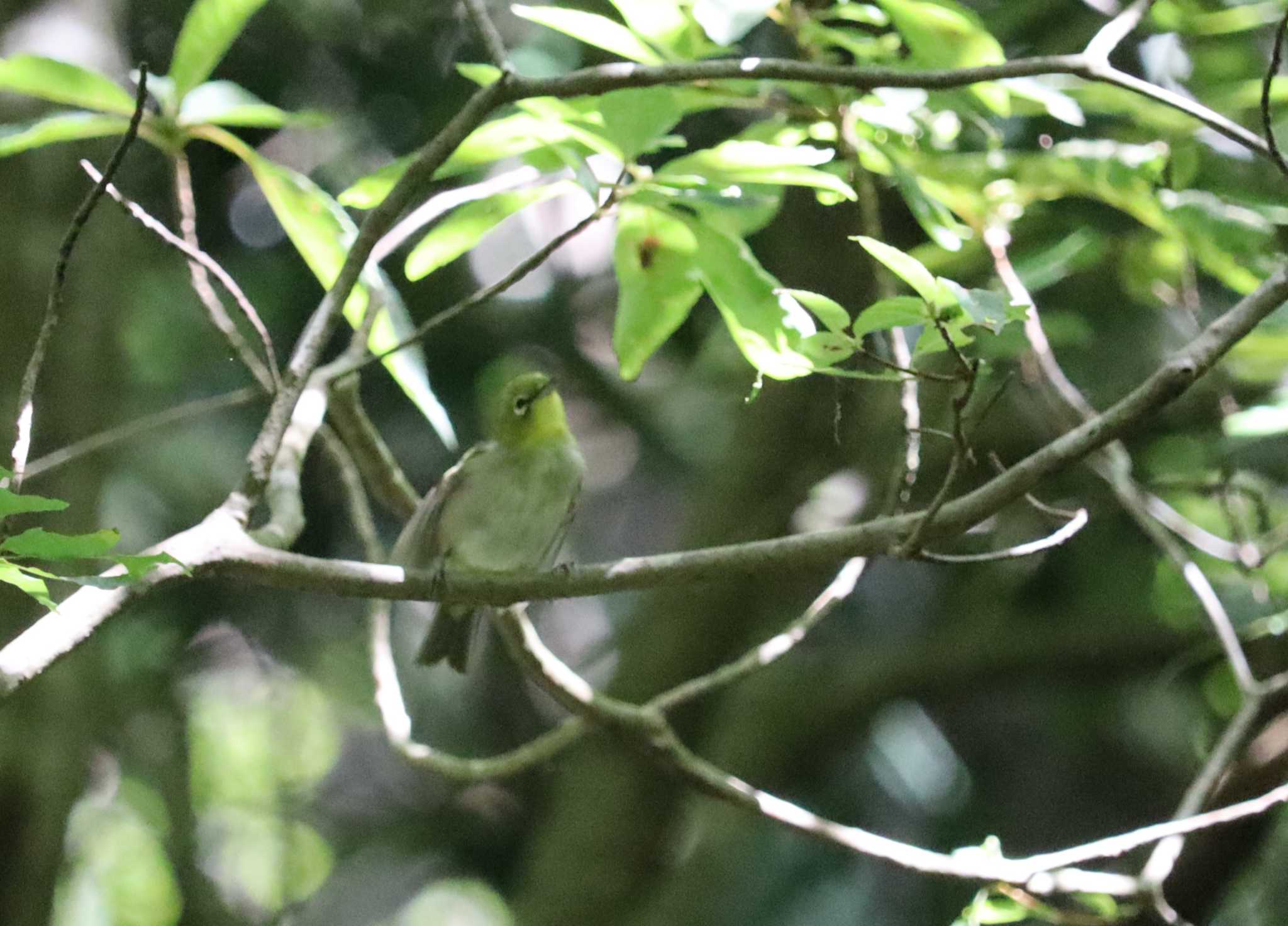 Warbling White-eye