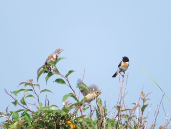 2022年7月30日(土) ワッカ原生花園の野鳥観察記録