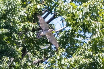 Eurasian Sparrowhawk 横浜市 Sat, 7/30/2022