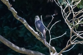 Eurasian Sparrowhawk 横浜市 Sat, 7/30/2022