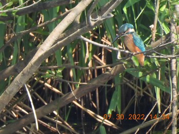 Common Kingfisher 札幌モエレ沼公園 Sat, 7/30/2022