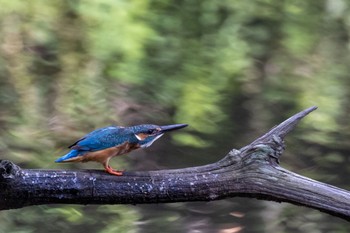 Common Kingfisher 横浜市 Sat, 7/30/2022