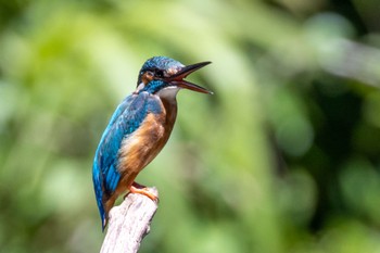 Common Kingfisher 横浜市 Sat, 7/30/2022