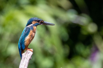 Common Kingfisher 横浜市 Sat, 7/30/2022