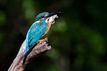 Common Kingfisher 横浜市 Sat, 7/30/2022