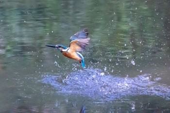 Common Kingfisher 横浜市 Sat, 7/30/2022