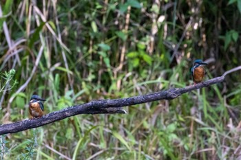 Common Kingfisher 横浜市 Sat, 7/30/2022