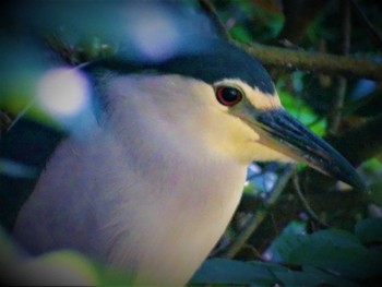 2022年7月30日(土) 舞岡公園の野鳥観察記録