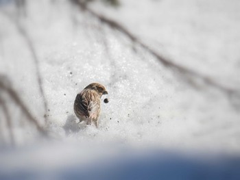 Sat, 1/20/2018 Birding report at 飯綱高原