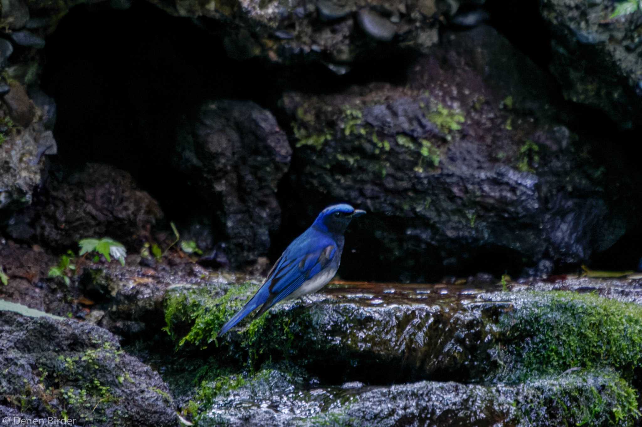 大洞の水場 オオルリの写真 by 田園Birder