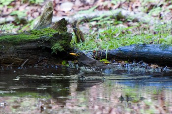 クロツグミ 大洞の水場 2022年7月24日(日)