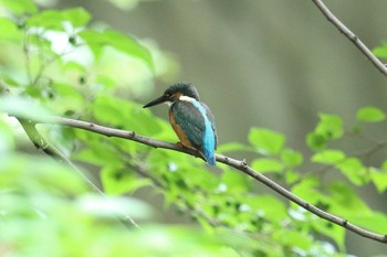 カワセミ 夙川河川敷緑地(夙川公園) 2022年7月18日(月)