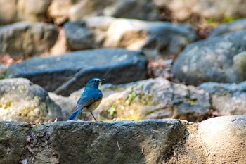 Red-flanked Bluetail 嵐山 Tue, 1/16/2018