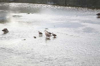 2022年7月30日(土) 芥川の野鳥観察記録