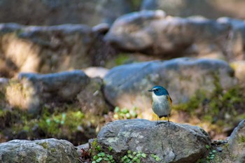 Red-flanked Bluetail Unknown Spots Tue, 1/16/2018