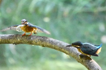 Common Kingfisher 練馬区 Fri, 7/29/2022