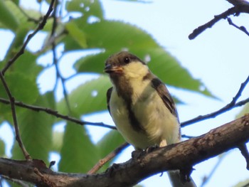 2022年7月30日(土) 中島公園の野鳥観察記録