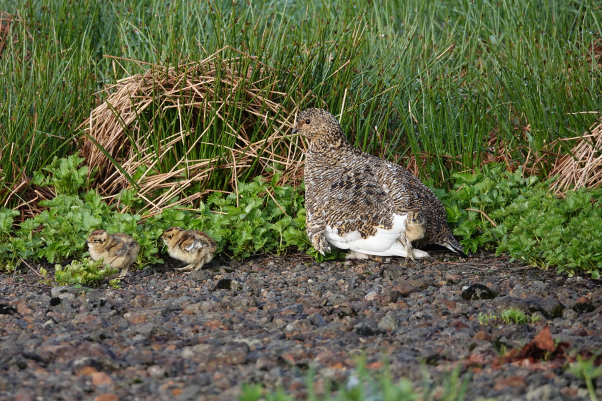 Rock Ptarmigan