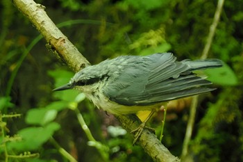 Eurasian Nuthatch 大洞の水場 Sat, 7/30/2022