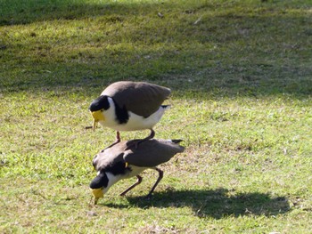 Masked Lapwing Royal Botanic Gardens Sydney Sat, 7/30/2022